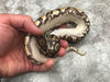 Asphalt Het Pied 50% pos Het Ultramel