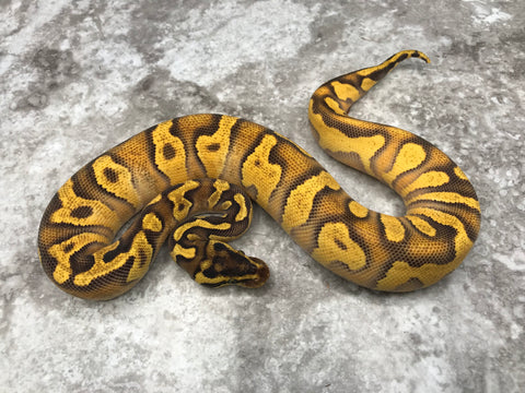 Super Enchi Blackhead Asphalt Pastel Het Hypo