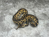 Pastel Leopard Het Clown Het Hypo