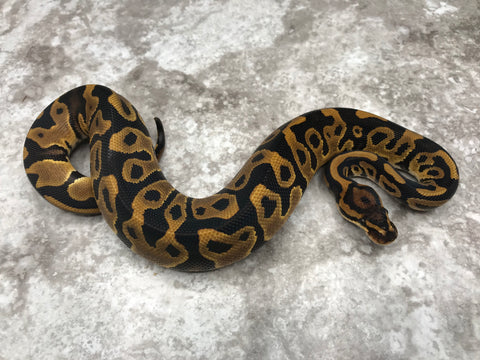 Leopard Yellow Belly Het Desert Ghost Het Cryptic OR Clown