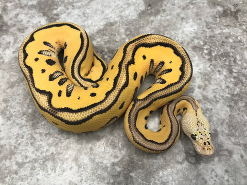 Pastel Leopard Desert Ghost Clown