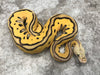 Pastel Leopard Desert Ghost Clown