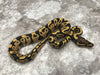 Yellow Belly Desert Ghost Het TSK Axanthic