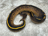 Super Asphalt Black Head
