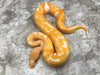 Blade Lavender Clown Pied