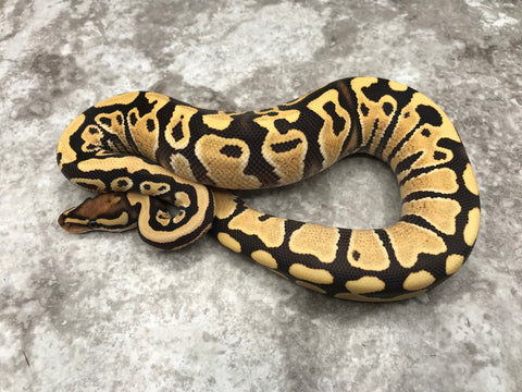 Yellow Belly Desert Ghost Het Clown OR Het Cryptic
