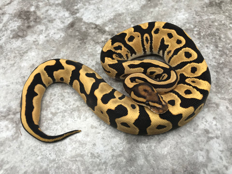 Leopard Desert Ghost Het Clown OR Het Cryptic
