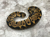 Leopard Het Desert Ghost Het Cryptic OR Clown