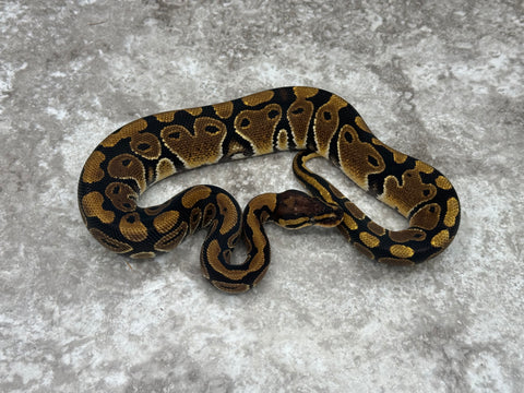 Het Desert Ghost Het Clown