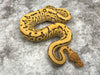 Pinstripe Yellowbelly Crypton Desert Ghost