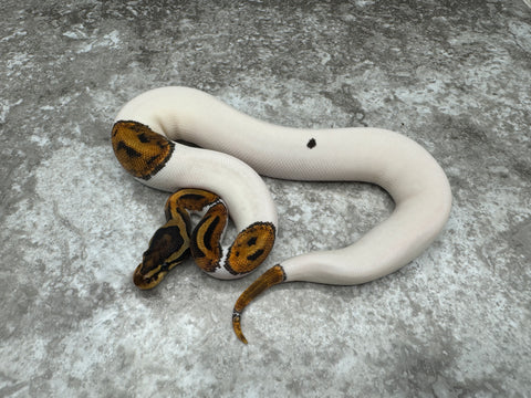 Pied Het Lavender 50% pos Het Clown