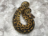 Pastel Leopard Het Desert Ghost Het Clown