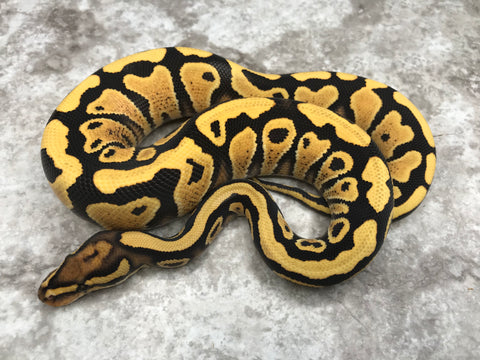 Yellow Belly Desert Ghost Het Clown or Het Cryptic