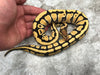 Yellow Belly Desert Ghost Het Clown OR Het Cryptic