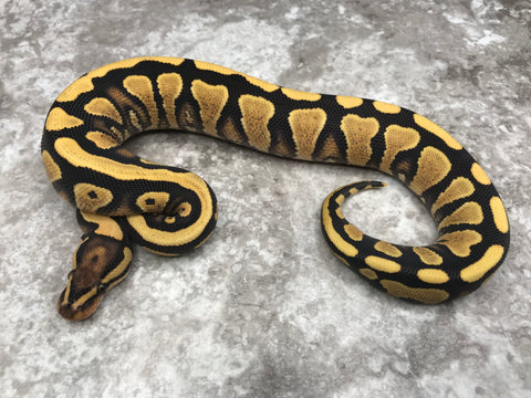 Yellow Belly Desert Ghost Het Clown