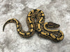 Desert Ghost Het TSK Axanthic