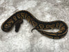 Super Black Head 66% pos Het Pied 50% pos Het Lavender