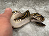 Black Head Yellow Belly Het Desert Ghost