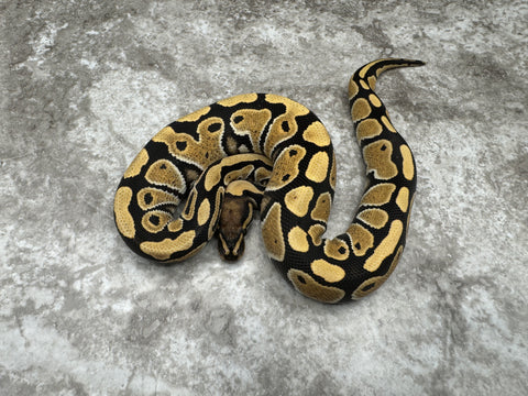 Desert Ghost Het Clown