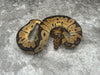 Yellow Belly Clown Het Desert Ghost