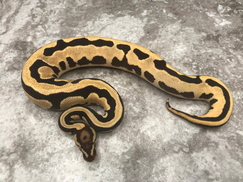 Orange Dream Leopard Fire Het Desert Ghost Het Pied