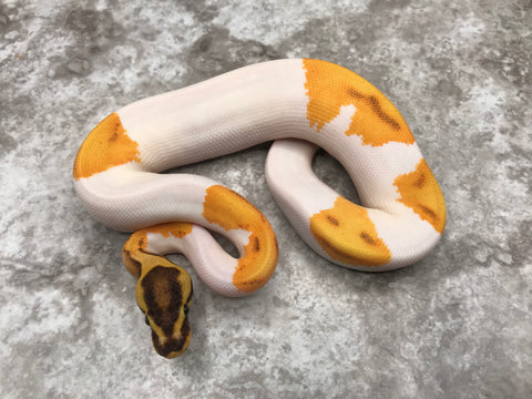 Enchi Orange Dream Yellow Belly Fire Pied