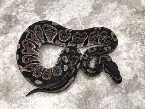 Black Axanthic