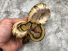 Super Enchi Asphalt Het Clown