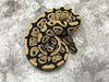 Desert Ghost Het TSK Axanthic