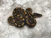 Het Desert Ghost Het TSK Axanthic