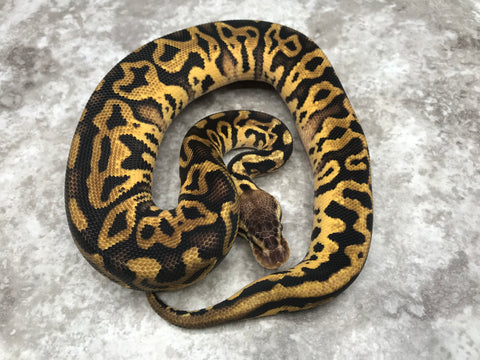Pastel Leopard Het Desert Ghost Het Clown