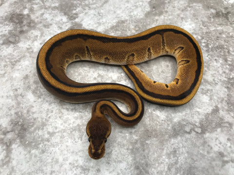 G-Stripe 66% Het Hypo