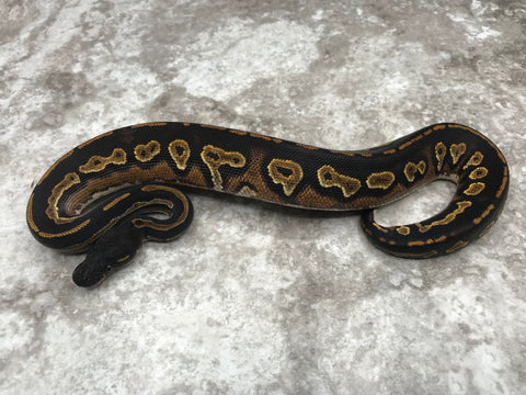 Super Black Head 66% Het Pied 50% Het Lavender