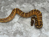 Super Asphalt Black Head Enchi Het Clown