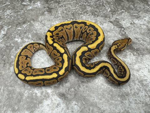 Spotnose Special Hypo 66% pos Het Clown