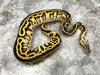 Pastel Leopard Enchi Vanilla Het Clown