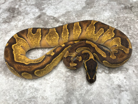 Super Enchi Blackhead Asphalt Het Hypo