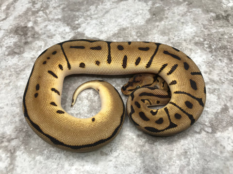 Leopard Spider Het Desert Ghost Het TSK Axanthic Het Clown OR Cryptic