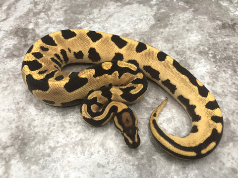Orange Dream Leopard Fire Het Desert Ghost Het Pied