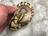 Yellow Belly Desert Ghost Het Clown