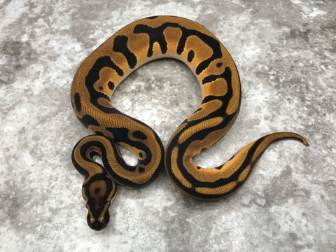 Super Orange Dream Leopard Het Desert Ghost Het Pied