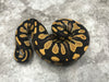 Black Head Yellow Belly Desert Ghost