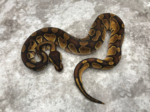 Black Head Enchi Het Desert Ghost Het Clown