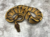 Super Enchi Asphalt Het Clown