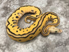 Pastel Leopard Desert Ghost Clown