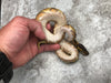 Blackhead Enchi Asphalt Het Clown