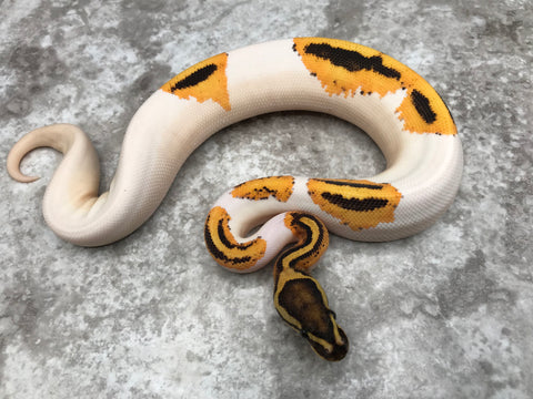 Fire Orange Dream Yellow Belly Pied