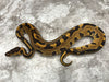 Leopard Enchi Het Desert Ghost