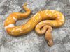 Blade Lavender Clown Pied