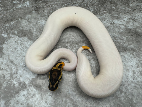 Orange Dream Yellow Belly Pied